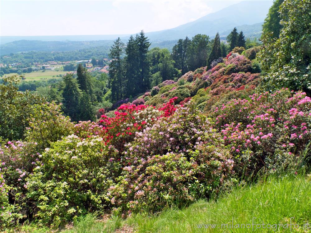 Pollone (Biella, Italy) - Rhododendron bushes in Burcina Park with the Biella plain in the background